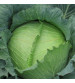 Cabbage / Patta Gobi Hybrid Manasi 10 grams